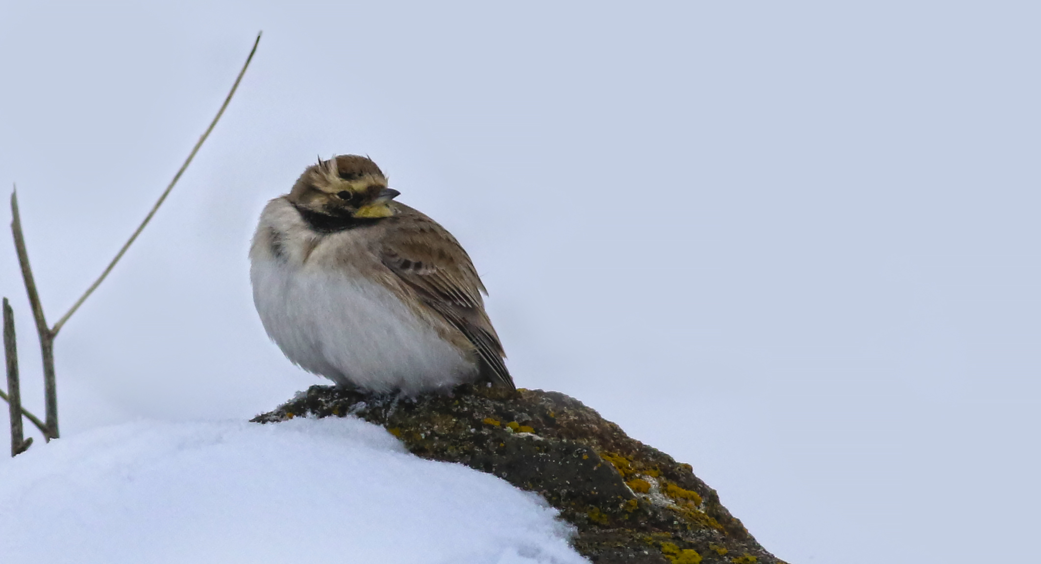 Horned Lark